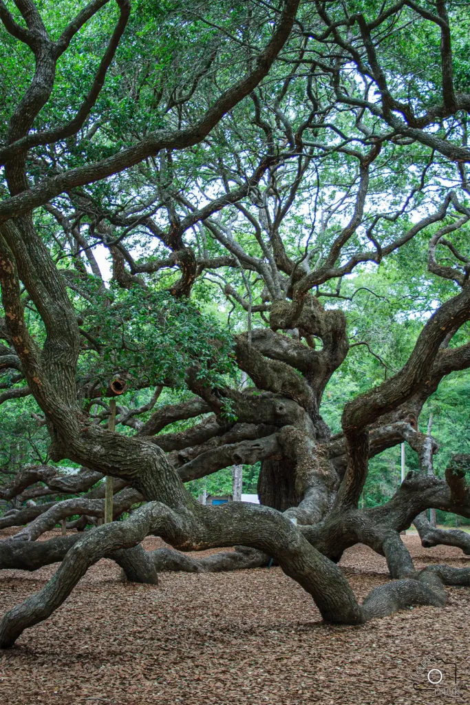 Angel Oak Tree © Hannes Endreß