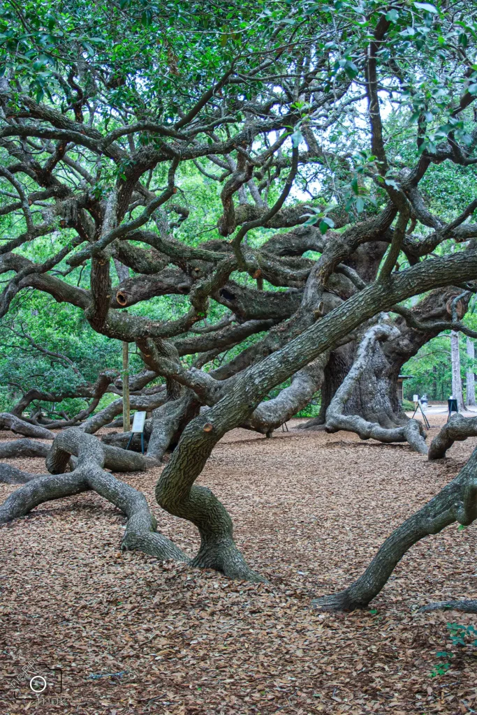 Angel Oak Tree © Hannes Endreß