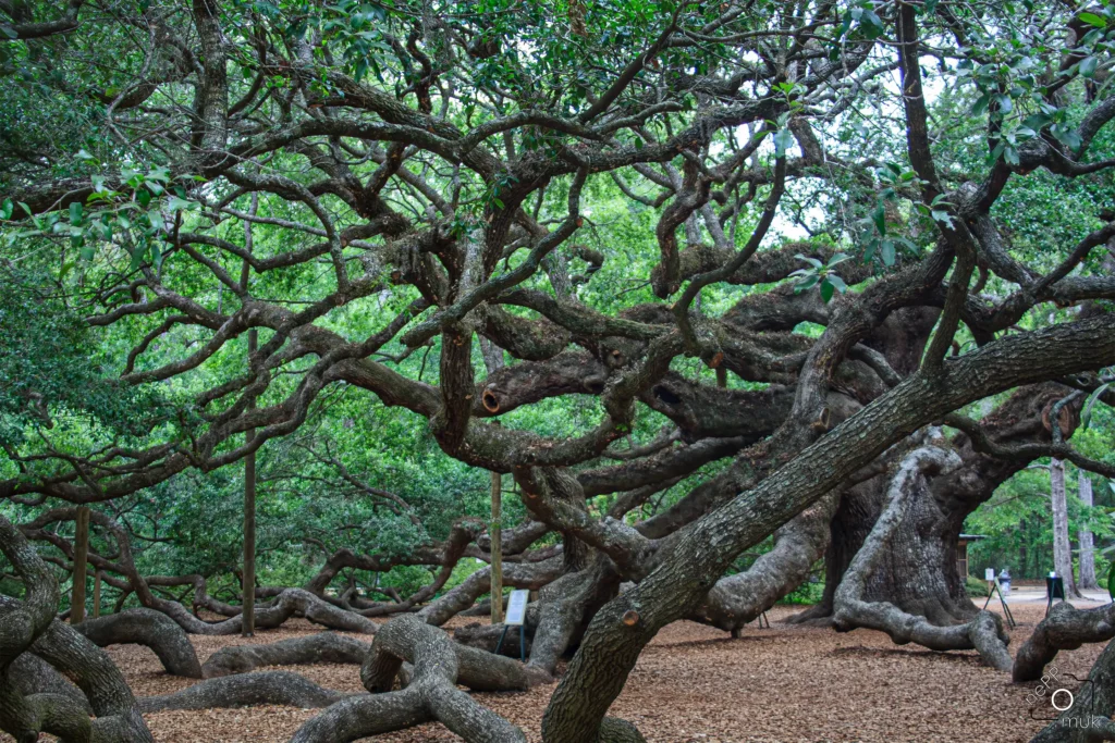 Angel Oak Tree © Hannes Endreß