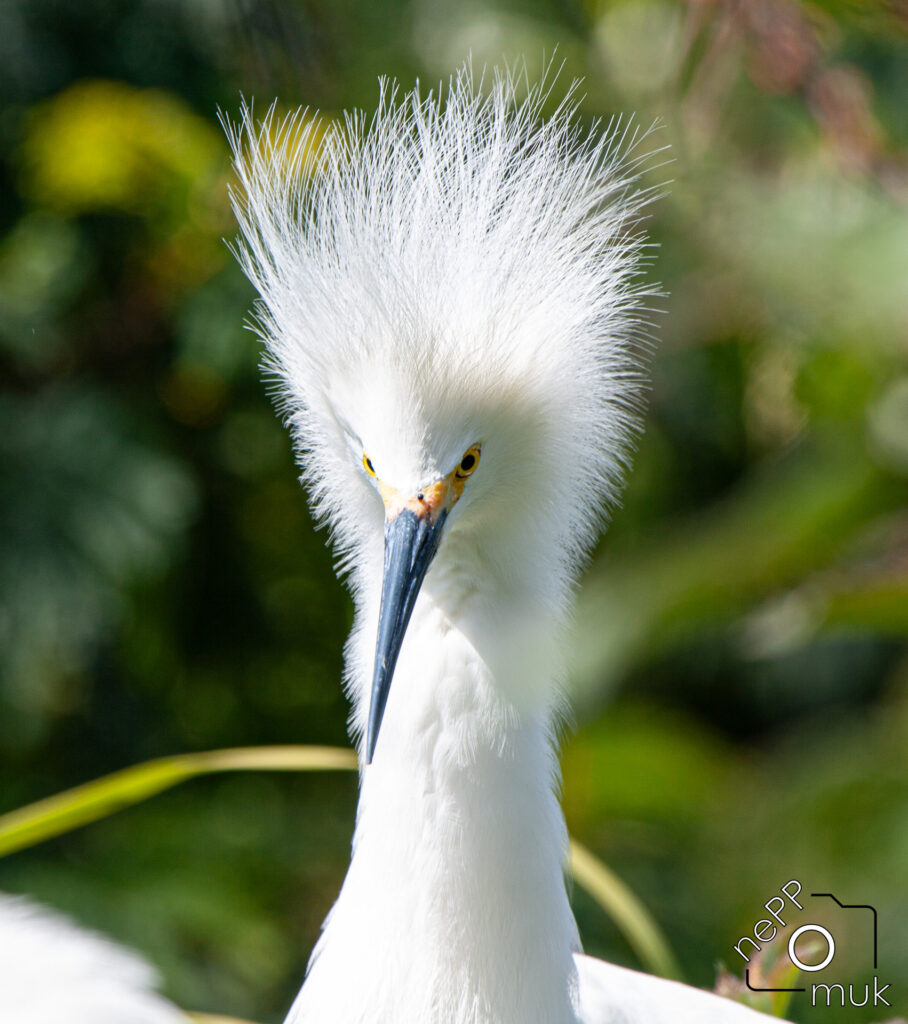 Nahaufnahme eines Schneereihers mit aufgestellten, zerzausten Haubenfedern vor einem unscharfen grünen Hintergrund. © Hannes Endreß